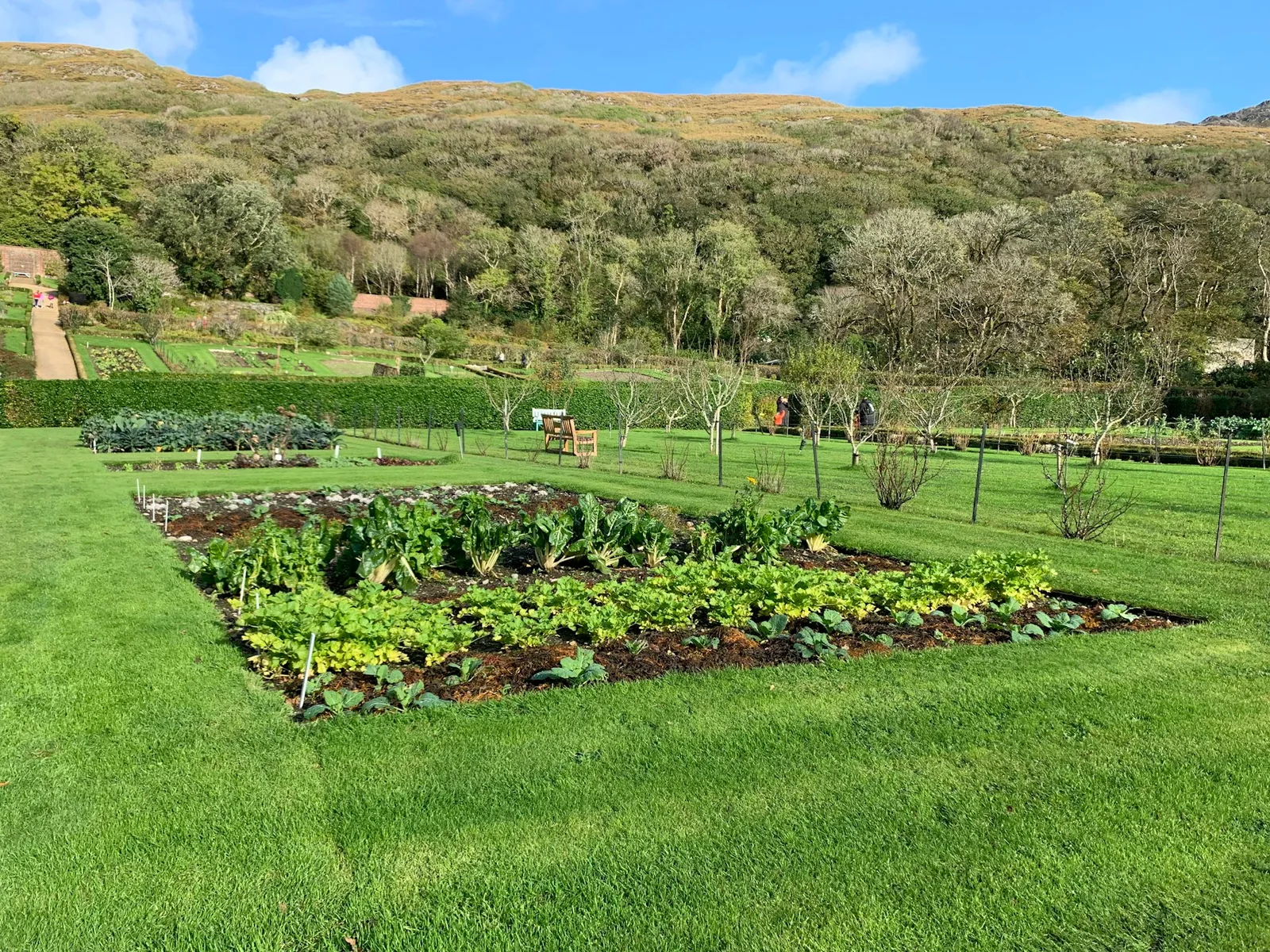 Vegetable beds in a green rural garden