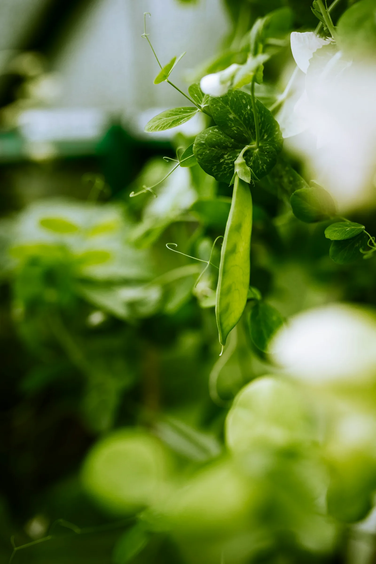 A green cucumber hanging among leaves