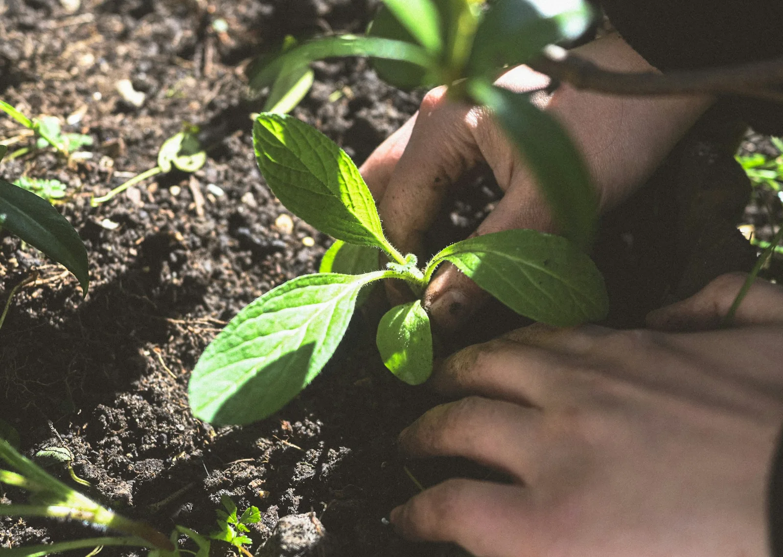 Hands planting a young seedling in garden soil