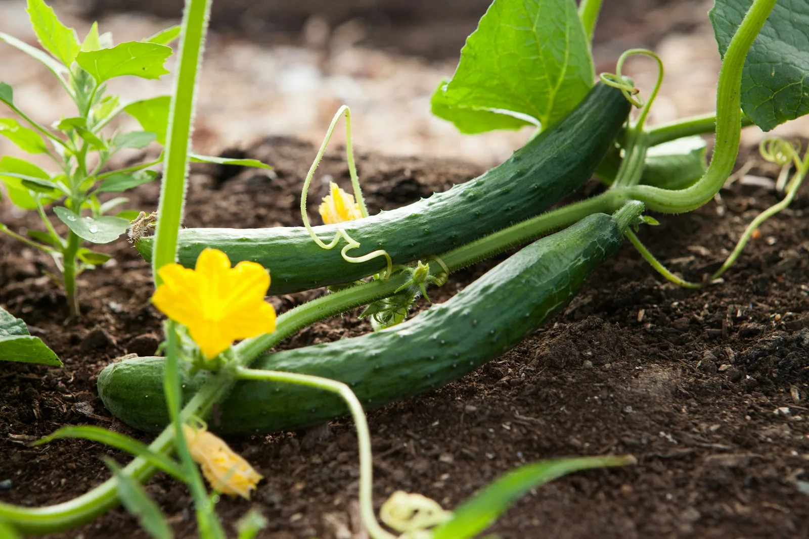 Green zucchini growing beside a yellow flower