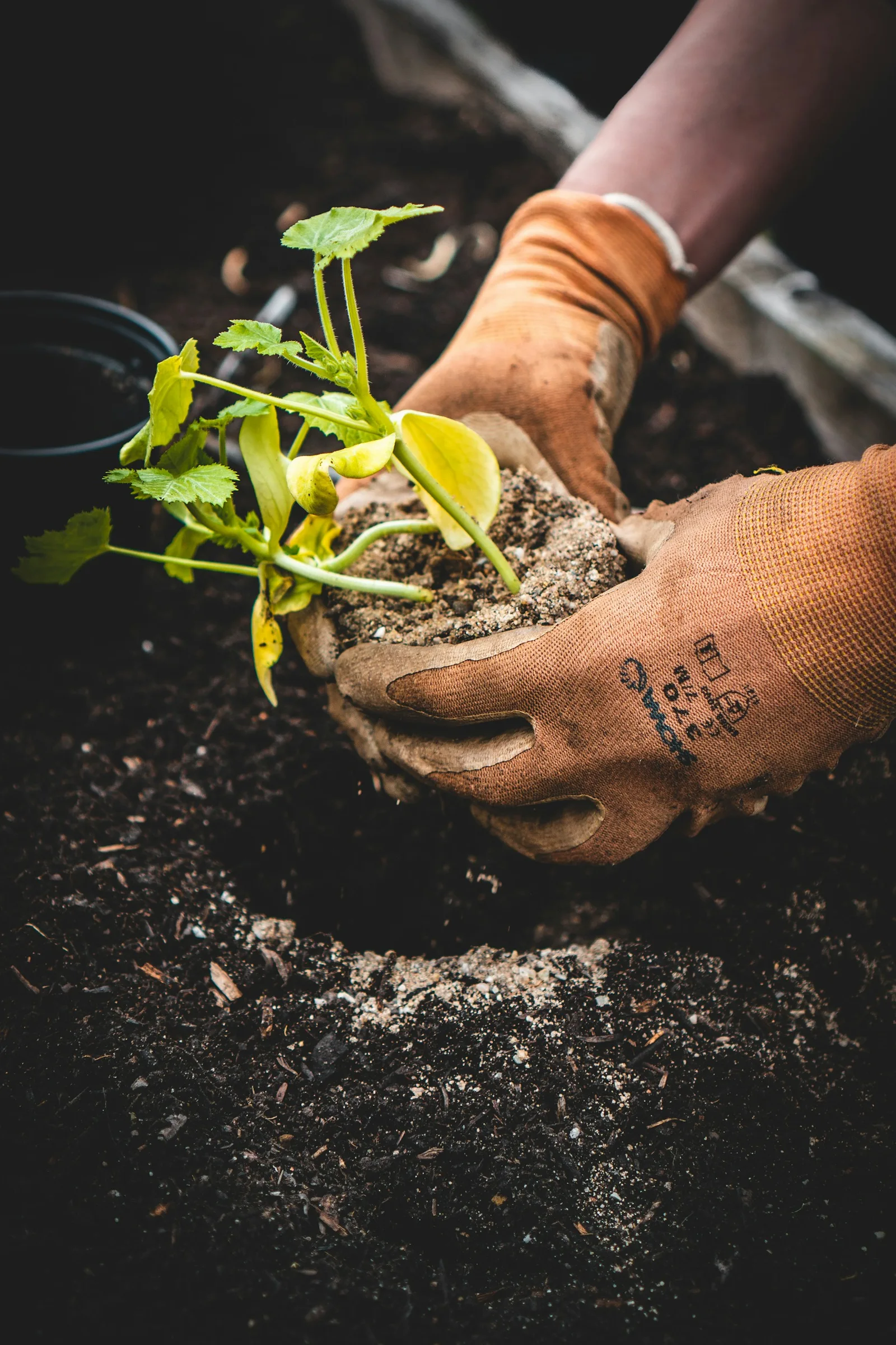 Gloved hands holding a young plant and soil