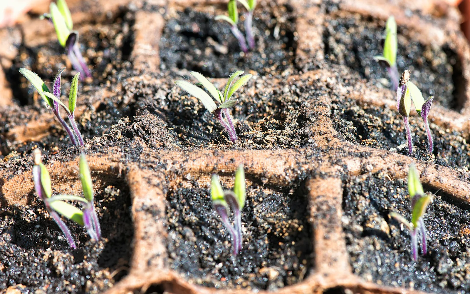 Tiny seedlings emerging from growing trays